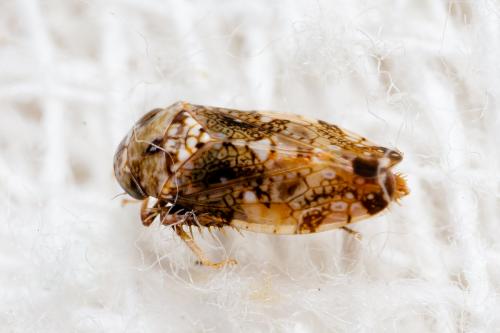 Penthimiola bella